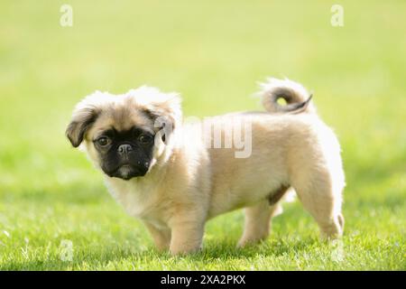 Nahaufnahme eines Hundewelpen (Chihuahua und Mops-Mix) auf einer Wiese im Frühjahr Stockfoto