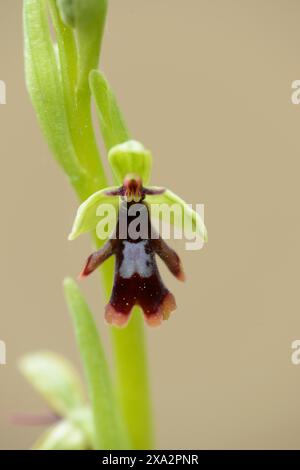 Nahaufnahme einer FliegenOrchideenblüte (Ophrys insektifera) in einem Wald im Frühjahr in der Oberpfalz Stockfoto