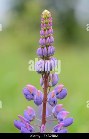 Nahaufnahme der Blüten der schmalblättrigen Lupine oder der blauen Lupine (Lupinus angustifolius) im Frühjahr Stockfoto