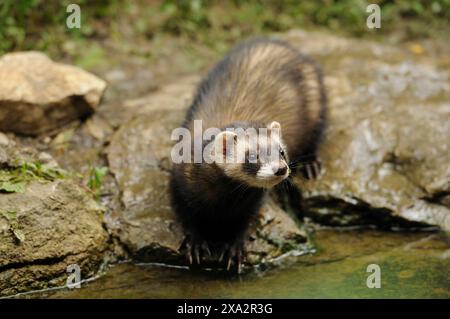 Frettchen (Mustela putorius) stehen auf einem Felsen in der Nähe von Wasser in einer natürlichen Umgebung, gefangen Stockfoto
