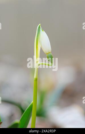 Nahaufnahme einer Frühlingsschneeflockenblüte (Leucojum Vernum) im Frühjahr, Bayern, Deutschland Stockfoto