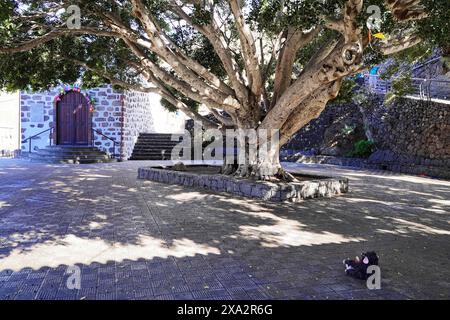 Ermita de la Immaculada Concepcion, Bergdorf Masca in den Teno-Bergen, Masca, Teneriffa, Spanien, Europa, ein großer Baum bietet Schatten auf einem Stockfoto