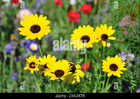 Goldene Gänseblümchen (Euryops spec.), Blumenwiese, Baden-Württemberg, Deutschland, Europa, Gruppe von gelben Sonnenblumen in einem grünen Garten mit verschiedenen bunten Stockfoto