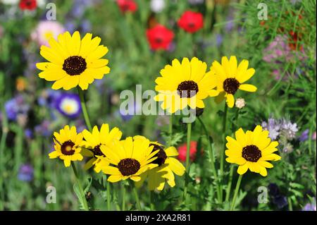 Goldene Gänseblümchen (Euryops spec.), Blumenwiese, Baden-Württemberg, Deutschland, Europa, Gruppe von gelben Sonnenblumen in einem grünen, wilden Garten mit bunten Farben Stockfoto