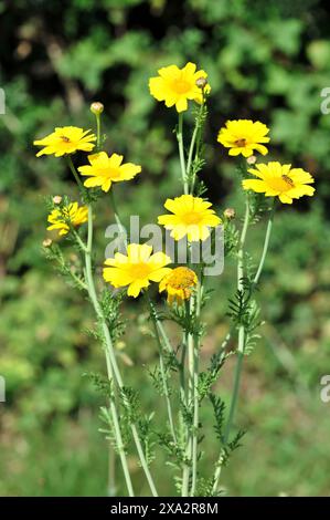 Goldene Gänseblümchen (Euryops spec.), Blumenwiese, Baden-Württemberg, Deutschland, Europa, leuchtend gelbe Blumen blühen in einer natürlichen Wiesenlandschaft Stockfoto