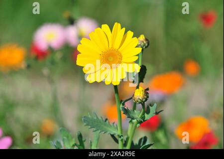 Goldene Gänseblümchen (Euryops spec.), Blumenwiese, Baden-Württemberg, Deutschland, Europa, gelbe Blüte in voller Blüte mit kleinen abgerundeten Blütenblättern, umgeben Stockfoto