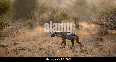 Gefleckte Hyänen (Crocuta crocuta), morgens hell im trockenen Gras, Kruger-Nationalpark, Südafrika Stockfoto