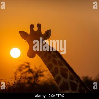 Südgiraffe (Giraffa giraffa giraffa), hintergrundbeleuchtet vor der Sonne bei Sonnenuntergang, Tierporträt, Kruger-Nationalpark, Südafrika Stockfoto