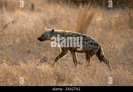 Gefleckte Hyänen (Crocuta crocuta), morgens hell im trockenen Gras, Kruger-Nationalpark, Südafrika Stockfoto