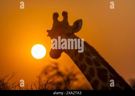 Südgiraffe (Giraffa giraffa giraffa), hintergrundbeleuchtet vor der Sonne bei Sonnenuntergang, Tierporträt, Kruger-Nationalpark, Südafrika Stockfoto