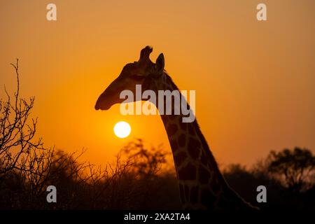 Südgiraffe (Giraffa giraffa giraffa), hintergrundbeleuchtet vor der Sonne bei Sonnenuntergang, Tierporträt, Kruger-Nationalpark, Südafrika Stockfoto