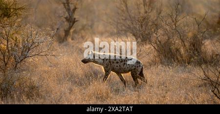 Gefleckte Hyänen (Crocuta crocuta), morgens hell im trockenen Gras, Kruger-Nationalpark, Südafrika Stockfoto