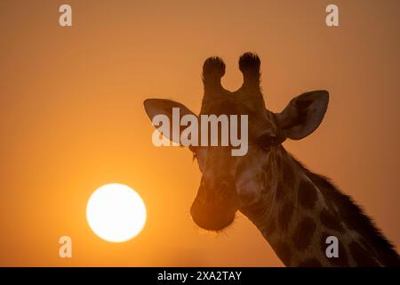 Südgiraffe (Giraffa giraffa giraffa), hintergrundbeleuchtet vor der Sonne bei Sonnenuntergang, Tierporträt, Kruger-Nationalpark, Südafrika Stockfoto