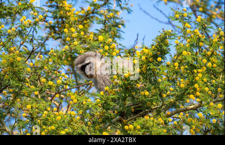 Südwestfalke (Chlorocebus pygerythrus) sitzt in einem blühenden Baum und isst gelbe Blüten eines Akazienbaums, Krüger-Nationalpark, Süden Stockfoto