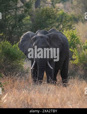 Afrikanischer Elefant (Loxodonta africana) im Abendlicht, in trockenem Gras, afrikanische Savanne, Kruger-Nationalpark, Südafrika Stockfoto