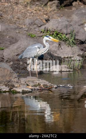 Graureiher (Ardea cinerea) mit Frosch im Schnabel, der einen gefangenen Frosch isst, der sich im Wasser spiegelt, Kruger-Nationalpark, Südafrika Stockfoto