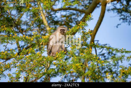 Südwestfalke (Chlorocebus pygerythrus) sitzt in einem blühenden Baum und isst gelbe Blüten eines Akazienbaums, Krüger-Nationalpark, Süden Stockfoto