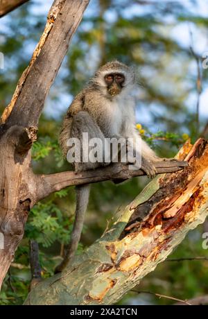 Südlicher Rotvetaffen (Chlorocebus pygerythrus), der auf einem Ast im Morgenlicht sitzt, Kruger-Nationalpark, Südafrika Stockfoto