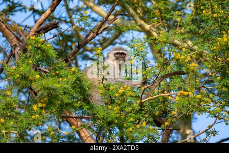 Südwestfalke (Chlorocebus pygerythrus) sitzt in einem blühenden Baum und isst gelbe Blüten eines Akazienbaums, Krüger-Nationalpark, Süden Stockfoto