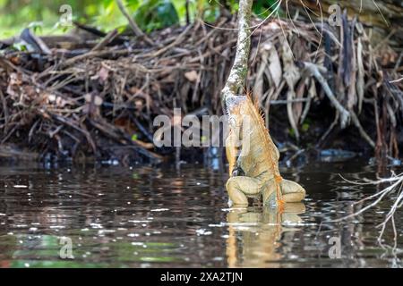 Grüner Leguan auf einem Zweig im Wasser, Corcovado Nationalpark, Costa Rica Stockfoto