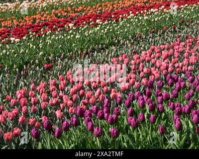 Ein riesiges Feld mit bunten Tulpen in verschiedenen Reihen von Rot, Orange, Rosa und weiß, viele farbenfrohe, blühende Tulpen im Frühling Stockfoto