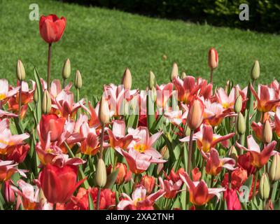 Ein Feld voller intensiver roter und rosafarbener Tulpen, einige noch in Knospen, die vor grünem Hintergrund leuchten, viele farbenfrohe Tulpen im Frühling Stockfoto