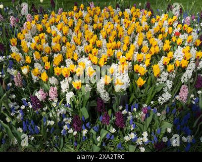 Großes Blumenbeet mit gelben Tulpen, weißen und violetten Hyazinthen, auf einer grünen Wiese, viele farbenfrohe, blühende Tulpen im Frühling in den Niederlanden Stockfoto