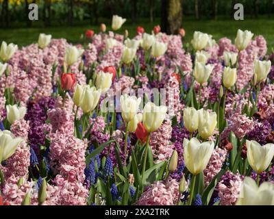 Blumenbeet mit weißen, rosa und violetten Hyazinthen und Tulpen neben einem großen Baum im Frühjahr, viele farbenfrohe, blühende Tulpen im Frühling Stockfoto