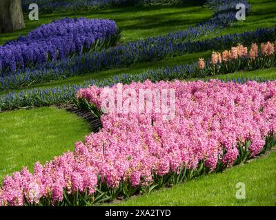 Blumenbeet mit wunderschönen rosa und violetten Hyazinthen in geschwungenen Mustern auf einem grünen Rasen, viele farbenfrohe, blühende Tulpen im Frühling Stockfoto