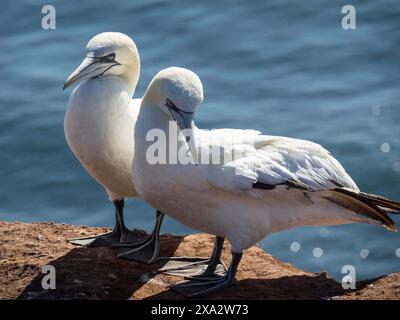 Zwei Tölpel stehen Seite an Seite auf einer Klippe an der Küste, Helgoland, Deutschland Stockfoto