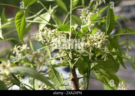 Neem oder indischer Flieder (Azadirachta indica) Blütenstand mit grünen Blättern : (Pixel Sanjiv Shukla) Stockfoto