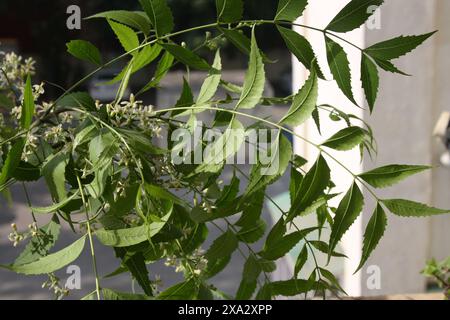 Neem oder indischer Flieder (Azadirachta indica) Blütenstand mit grünen Blättern : (Pixel Sanjiv Shukla) Stockfoto