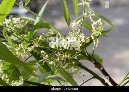 Neem oder indischer Flieder (Azadirachta indica) Blütenstand mit grünen Blättern : (Pixel Sanjiv Shukla) Stockfoto