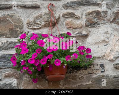 Leuchtend rosa Blumen in einem hängenden Blumentopf an einer Steinmauer, Bari, Italien Stockfoto