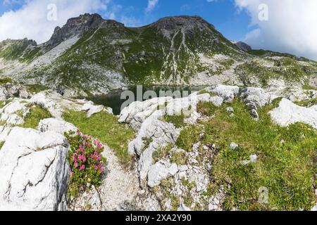 Alpenrosenblüte am Laufbichlsee, Koblat-Hoehenweg am Nebelhorn, Allgäuer Alpen, Allgäuer, Bayern, Deutschland Stockfoto