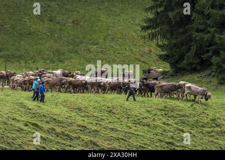 Herde von Kühen, die von der Alm zur Rindertrennung, Giebelhaus, Bad Hindelang, Bayern, Deutschland Stockfoto