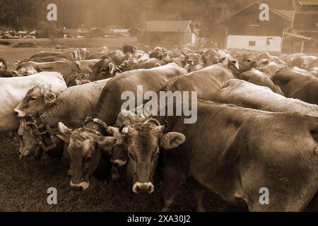 Allgäuer Kühe mit Schmuckglocken sammeln sich für die Rindertrennung, Hinterstein, Bad Hindelang, Bayern Stockfoto