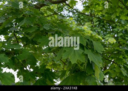 Detaillierte Aufnahme von Ahornblättern im Sommer Stockfoto