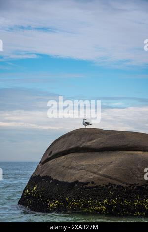 Eine Möwe auf einem Küstenfelsen in Rio de Janeiro, Brasilien Stockfoto