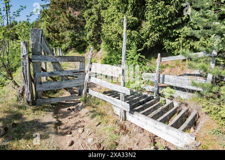 Naturpfade entlang des Fjords und oberhalb des Dorfes Balestrand in Norwegen, einige bieten eine schöne Aussicht, andere in diesem Kiefernwald. Stockfoto