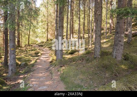 Naturpfade entlang des Fjords und oberhalb des Dorfes Balestrand in Norwegen, einige bieten eine schöne Aussicht, andere in diesem Kiefernwald. Stockfoto