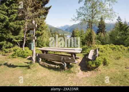 Naturpfade entlang des Fjords und oberhalb des Dorfes Balestrand in Norwegen, einige bieten eine schöne Aussicht, andere in diesem Kiefernwald. Stockfoto