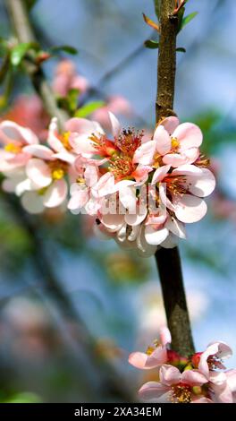 Japanische Quitte - (Chaenomeles Speciosa) Stockfoto