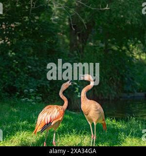 Wunderschönes Porträt Chilenische Flamingovögel - (Phoenicopterus Chilensis). Stockfoto