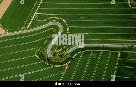 Aus der Vogelperspektive, Serpentine der Staatsstraße L863, Serpentinenstraße führt durch grün gestreifte Felder, Baumgruppe am Straßenrand, Erkeln, Brakel, EA Stockfoto