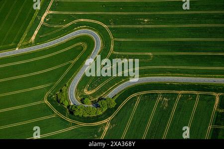 Aus der Vogelperspektive, Serpentine der Staatsstraße L863, Serpentinenstraße führt durch grün gestreifte Felder, Baumgruppe am Straßenrand, Erkeln, Brakel, EA Stockfoto