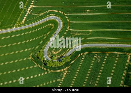 Aus der Vogelperspektive, Serpentine der Staatsstraße L863, Serpentinenstraße führt durch grün gestreifte Felder, Baumgruppe am Straßenrand, Erkeln, Brakel, EA Stockfoto