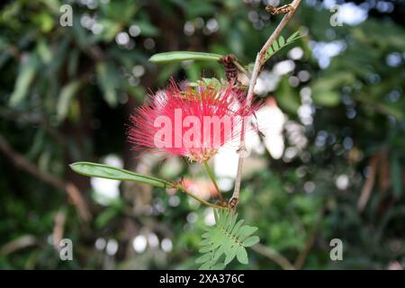 Rote Puderblüte (Calliandra haematocephala) in Blüte : (Bild Sanjiv Shukla) Stockfoto