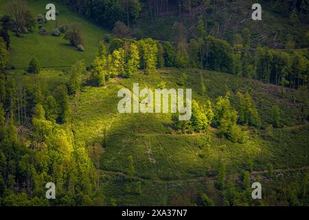 Luftaufnahme, Waldfläche mit Waldschäden zwischen Hoppecke und Beringhausen, Sonnenlicht und Schatten auf einem Wiesenhang, Beringhausen, Marsberg, Sauerlan Stockfoto