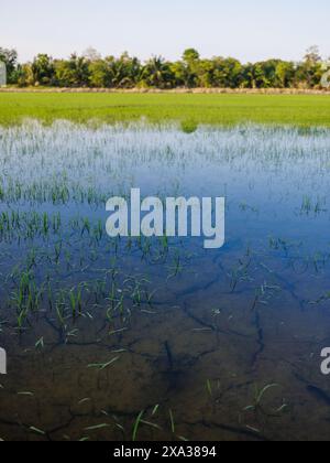 Frische junge Bio-Reisfelder im Wasser Thailands Stockfoto